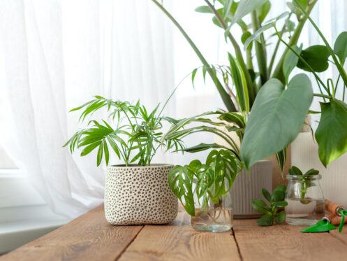 Indoor Plants That Improve Indoor Air Quality